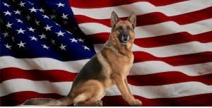 A Német Juhász Kutya Az Egyesült Államok Zászló Fotó Rendszám